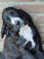 Engelse Cocker Spaniël pups, België, Fokker | Hobbymatig, CDV (hondenziekte), 8 tot 15 weken