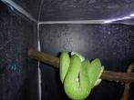 Morelia viridis aru, Dieren en Toebehoren, Slang, 0 tot 2 jaar