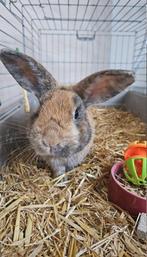 Konijntje met binnenhok en buitenhok, Dieren en Toebehoren, Konijnen, Mannelijk, Klein, 0 tot 2 jaar