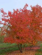 Acer tataricum ginnala., Tuin en Terras, Ophalen of Verzenden, Esdoorn