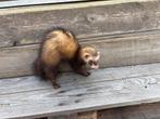 Jonge vrouwelijke fret, Dieren en Toebehoren, Knaagdieren, Fret, Juni, Vrouwelijk, Tam