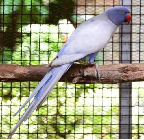 Halsband parkieten, Dieren en Toebehoren, Vogels | Parkieten en Papegaaien