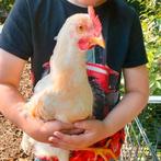 Jonge haan, Dieren en Toebehoren, Pluimvee