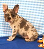 Super leuke Franse Bulldog pups!, Dieren en Toebehoren, 15 weken tot 1 jaar, Reu, Buitenland, CDV (hondenziekte)
