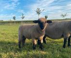 Hampshire down ram lam te koop, Mannelijk, Schaap, 0 tot 2 jaar