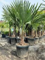 Palmbomen super ACTIE 50€, Ophalen of Verzenden