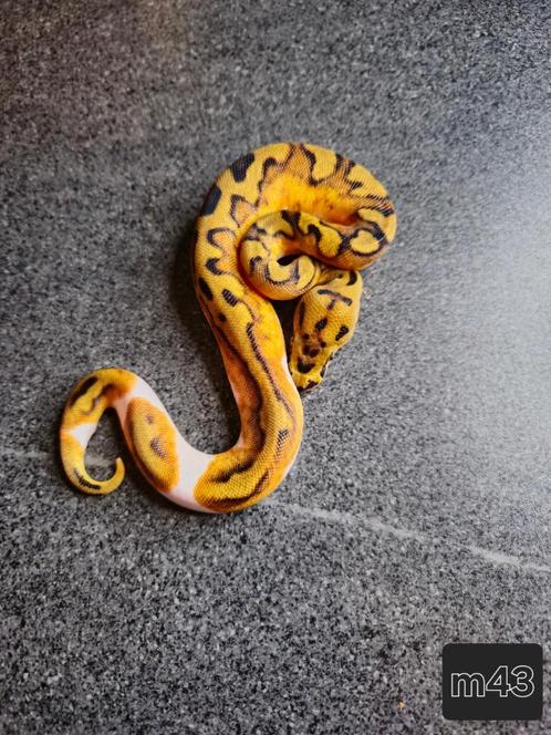 Python regius nc2025, Dieren en Toebehoren, Reptielen en Amfibieën, Slang, 0 tot 2 jaar