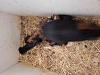 Cavia/cuy, Dieren en Toebehoren, Knaagdieren, September, Meerdere dieren, Cavia