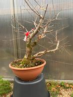 Bonsai yamadori startbomrn, Tuin en Terras, Planten | Bomen, Ophalen