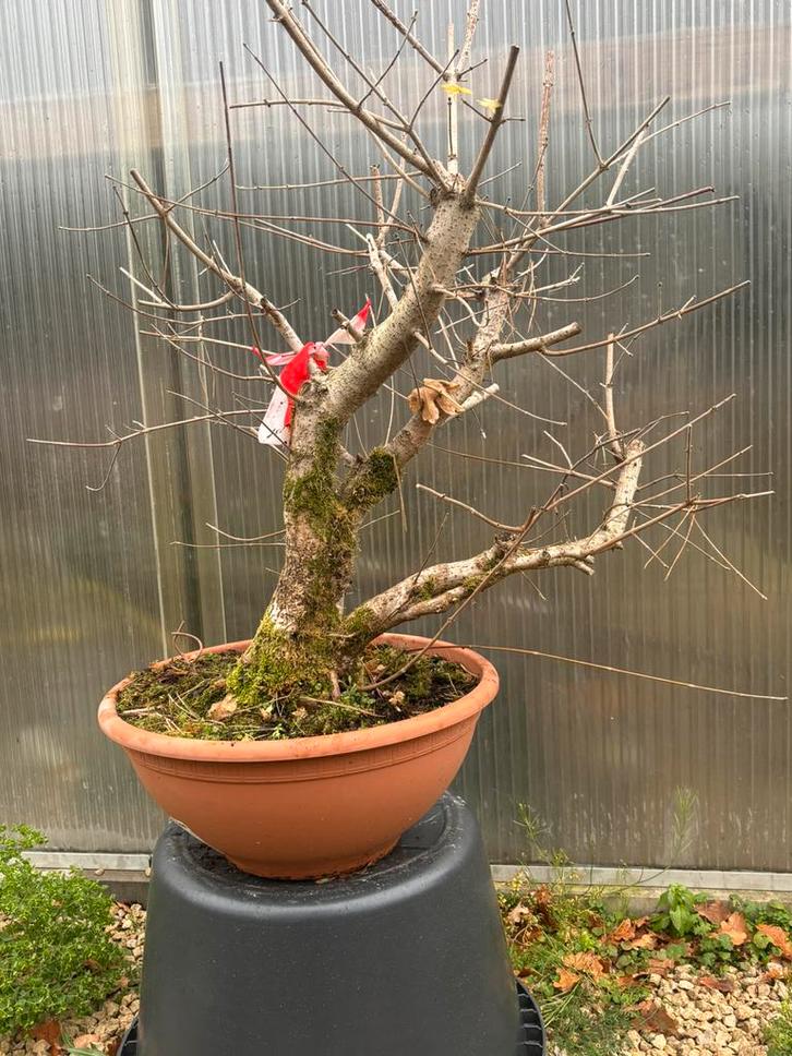 Bonsai yamadori startbomrn, Tuin en Terras, Planten | Bomen, Ophalen