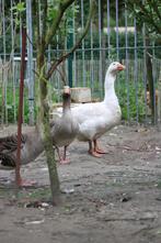 Ganzen te koop, Gans of Zwaan