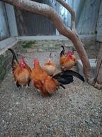 Chabo Haantjes, Dieren en Toebehoren, Pluimvee, Mannelijk, Kip