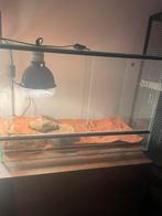 Koppel luipaard gekko’s, Dieren en Toebehoren, Reptielen en Amfibieën | Toebehoren, Ophalen, Zo goed als nieuw