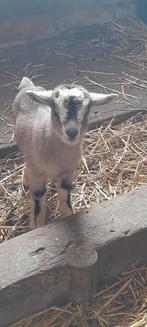 Super lief mieke met lammetjes, Dieren en Toebehoren, Schapen, Geiten en Varkens, Meerdere dieren, Geit, 0 tot 2 jaar