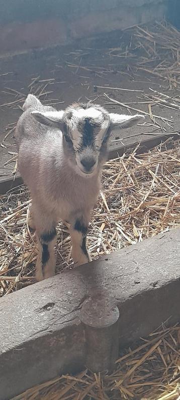 Super lief mieke met lammetjes beschikbaar voor biedingen