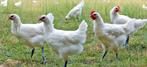 Bresse, Dieren en Toebehoren, Pluimvee