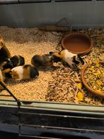 Jonge cavia's te reserveren, Oktober, Meerdere dieren, Cavia