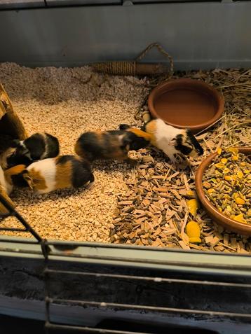 Jonge cavia's te reserveren  beschikbaar voor biedingen