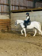 Merrie c-pony te koop, Dieren en Toebehoren, Pony's, Merrie, C pony (1.27m tot 1.37m), Springpony, 11 jaar of ouder