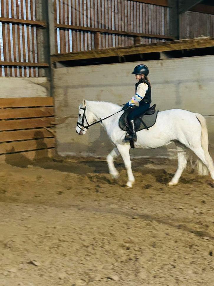 Merrie c-pony te koop, Dieren en Toebehoren, Pony's, Merrie, C pony (1.27m tot 1.37m), Springpony, 11 jaar of ouder