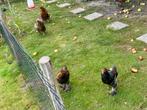 Hanen, Dieren en Toebehoren, Pluimvee, Mannelijk, Kip