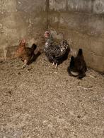 4 kippen te koop, Dieren en Toebehoren