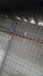 Kweekkoppel halsbandparkiet, Immo