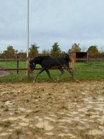 Lieve Arabische volbloed ruin, Dieren en Toebehoren, Paarden, Minder dan 160 cm, Gechipt, Ruin, 0 tot 2 jaar