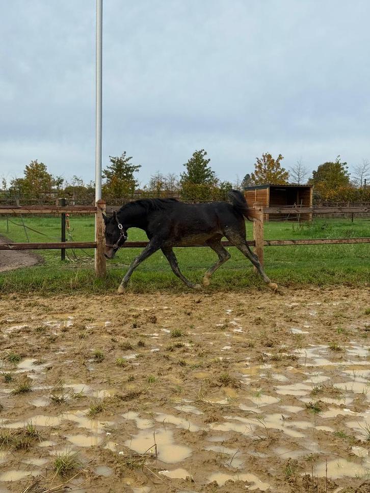 Lieve Arabische volbloed ruin, Dieren en Toebehoren, Paarden, Ruin, Onbeleerd, Minder dan 160 cm, 0 tot 2 jaar, Recreatiepaard