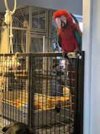 Jonge groenvleugel ara pop te koop/ruil, Dieren en Toebehoren