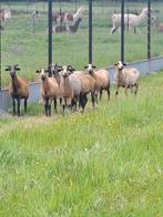 Zelfruiende schapen, Schaap, Meerdere dieren, 0 tot 2 jaar