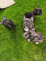 Franse Bulldog, België, Particulier, 15 weken tot 1 jaar, CDV (hondenziekte)