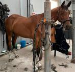 Lieve 2 jarige hengst, Dieren en Toebehoren, Paarden, Springpaard, Gechipt, 0 tot 2 jaar, Hengst