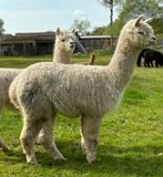 Drachtige alpaca merrie, Dieren en Toebehoren, Overige Dieren