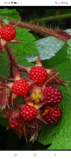 Japanse wijnbes, Tuin en Terras, Ophalen