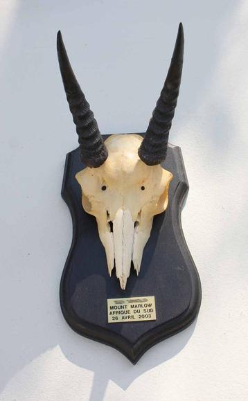 Schedel MOUNTAIN REEDBUCK op zwart houten schild (ref. E) beschikbaar voor biedingen