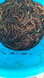 zeeaas, Enlèvement ou Envoi