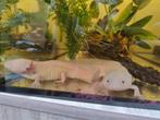 Aquarium Eheim met toebehoren en axolotls, Dieren en Toebehoren, Ophalen, Zo goed als nieuw, Gevuld zoetwateraquarium