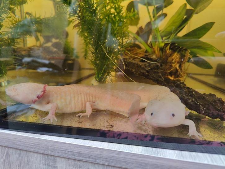 Aquarium Eheim met toebehoren en axolotls, Dieren en Toebehoren, Vissen | Aquaria en Toebehoren, Zo goed als nieuw, Gevuld zoetwateraquarium