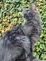 Laatste Maine Coon Blue Smoke katertje met stamboom, Dieren en Toebehoren, Meerdere dieren, Gechipt, 0 tot 2 jaar