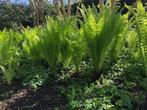 Varens, Jardin & Terrasse, Plantes | Jardin, Printemps, Fougères, Enlèvement, Mi-ombre