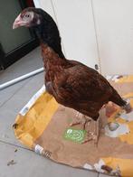 Shamo aseel hen te koop, Dieren en Toebehoren, Pluimvee, Vrouwelijk, Kip