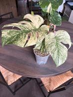 Monstera White Monster (mint), Overige soorten, In pot, Minder dan 100 cm, Groene kamerplant