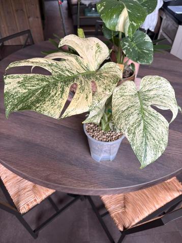 Monstera White Monster (mint) beschikbaar voor biedingen