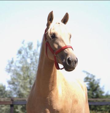 Palomino merrie beschikbaar voor biedingen