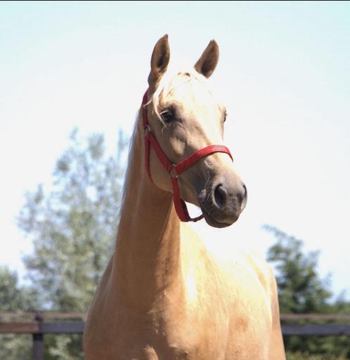 Palomino merrie, Dieren en Toebehoren, Pony's, Merrie, Onbeleerd