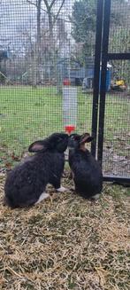 2 Dwergkonijnen te koop, Dieren en Toebehoren, Konijnen, Mannelijk, Dwerg, Hangoor, 3 tot 5 jaar