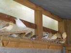 kanaries, Dieren en Toebehoren