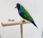 Koppel zk.pb van 25 en 24, Dieren en Toebehoren, Vogels | Overige Vogels