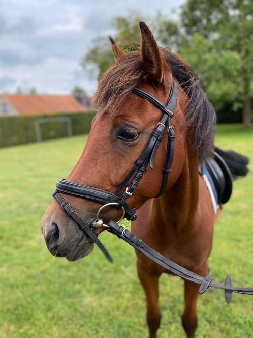 5-jarige C-pony merrie, Dieren en Toebehoren, Pony's, Merrie, Zadelmak, C pony (1.27m tot 1.37m), Springpony, 3 tot 6 jaar, Met stamboom